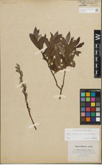 Foto von Salix lapponum L. x Salix silesiaca Willd.